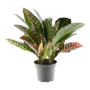 Wonderplant, Croton