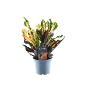 Wonderplant, Croton ‘Mammi’