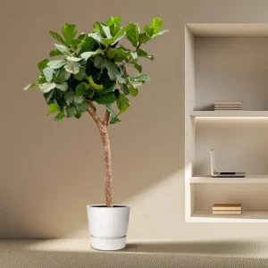 XXXL Ficus Lyrata boom van wel, Vioolbladplant voor diverse ruimtes