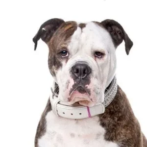 Yourdog Amerikaanse Bulldog (ras specifieke voeding)