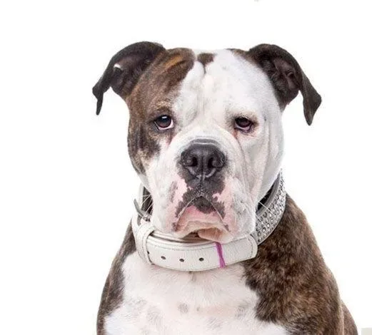 Yourdog Amerikaanse Bulldog (ras specifieke voeding)