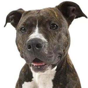 Yourdog Amerikaanse Pitbull Terriër (ras specifieke voeding)