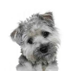 Yourdog Boomer (ras specifieke samenstelling)