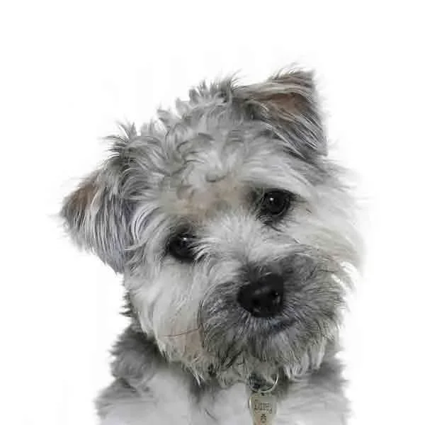 Yourdog Boomer (ras specifieke samenstelling)