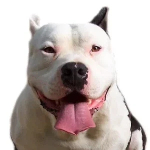 Yourdog Bully XL (ras specifieke voeding)