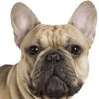Yourdog Franse Bulldog (ras specifieke voeding)