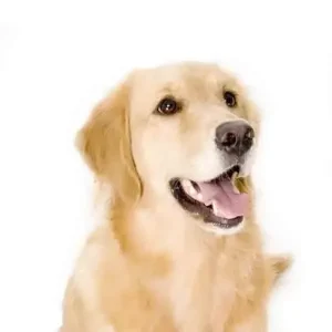 Yourdog Golden Retriever (ras specifieke voeding)