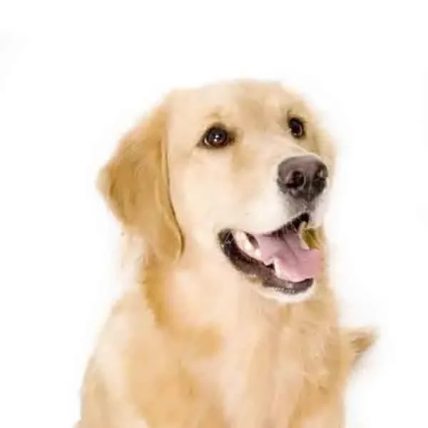 Yourdog Golden Retriever (ras specifieke voeding)