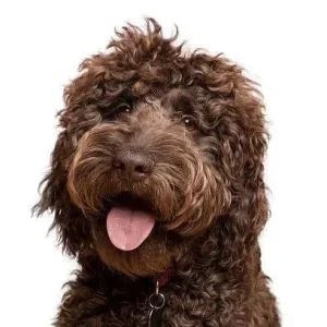 Yourdog Labradoodle (ras specifieke voeding)