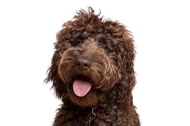 Yourdog Labradoodle (ras specifieke voeding)