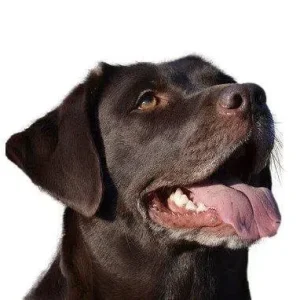 Yourdog Labrador (ras secifieke voeding)