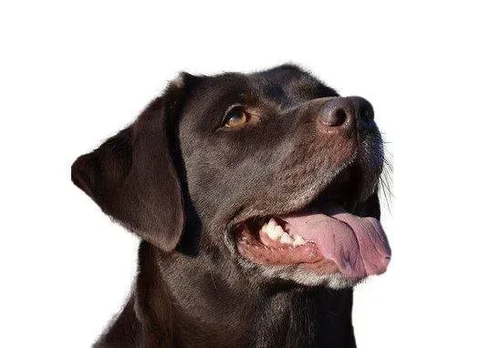 Yourdog Labrador (ras secifieke voeding)