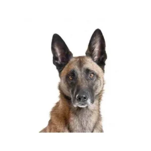 Yourdog Mechelse Herder (ras specifieke voeding)