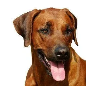 Yourdog Rhodesian Ridgeback (ras specifieke voeding)