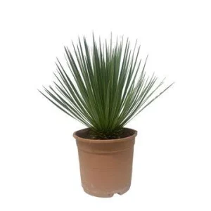 Yucca buitenplant - Onderhoudsarme tuinplant
