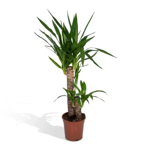 Yucca Elephantipes - ca. 40 of 85 cm hoge hal en decoratieplant Ø14/17 cm