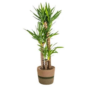 Yucca Elephantipes met mand Ø21/24cm - ↕90 - 110 of 120 - 140 cm