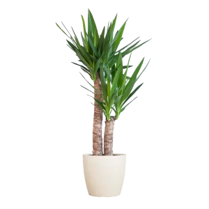 Yucca Elephantipes Palmlelie met Sierpot of Mand – ca. 90 cm – Ø21 cm