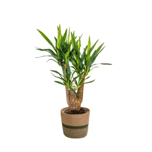 Yucca Elephantipes Vertakt met mand Ø21/24cm - ↕60 - 70 of 80-100cm