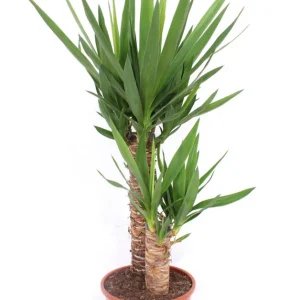 Yucca (palmlelie) - Kamerplant - 21 cm