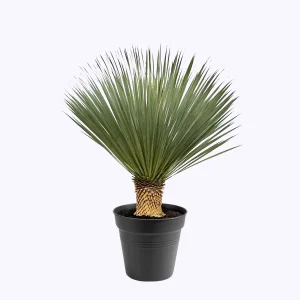 Yucca rostrata tuin en kamerplant