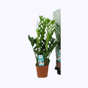 Zamioculcas
