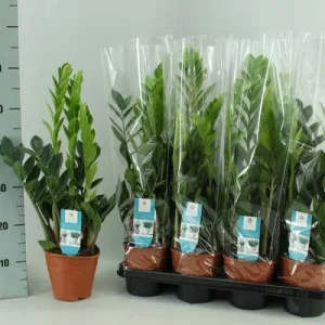 Zamioculcas