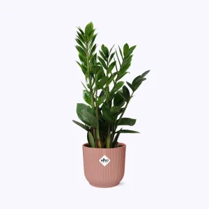 Zamioculcas - Hoogte 45-50 in ELHO Vibes Fold roze