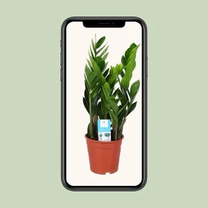 Zamioculcas Zamiifolia