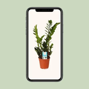 Zamioculcas Zamiifolia