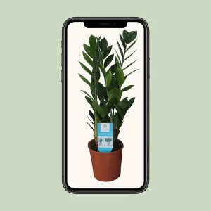 Zamioculcas Zamiifolia