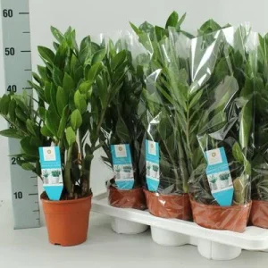 Zamioculcas Zamiifolia