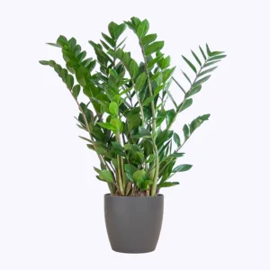Zamioculcas Zamiifolia met Potter grijs
