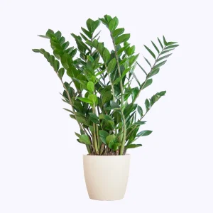 Zamioculcas Zamiifolia met Potter wit