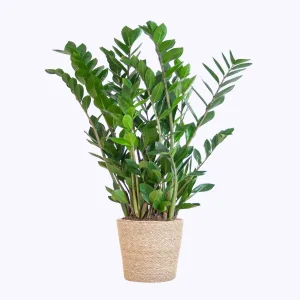 Zamioculcas Zamiifolia met Zeegras mand naturel