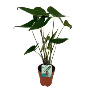 Zebra-Plant, Tropische en Exotische uitstraling, Alocasia Zebrina