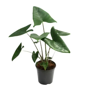 Zebra-Plant, Tropische en Exotische uitstraling, Alocasia Zebrina