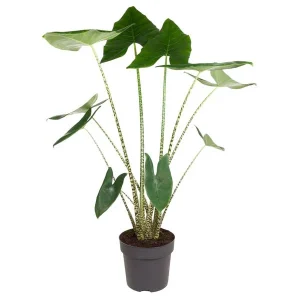 Zebraplant binnen | Kamerplant met zebrapatroon | Alocasia Zebrina
