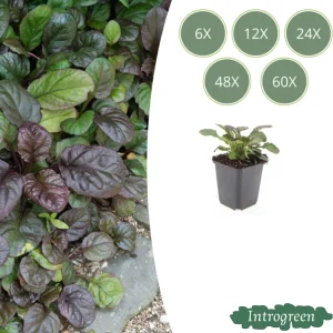 Zenegroen 'Catlin's Giant'