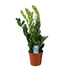 ZZ-plant