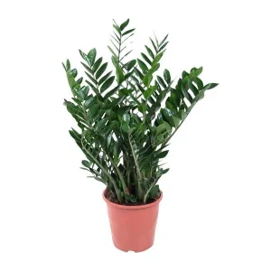 ZZ plant | Zamioculcas | Zamia