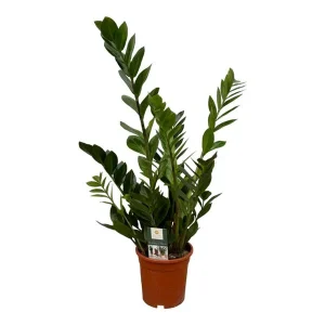 ZZ-Plant (Zamioculcas zamiifolia) - Robuuste Elegantie